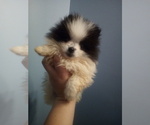 Small Photo #1 Pomeranian Puppy For Sale in WINCHESTER, OH, USA