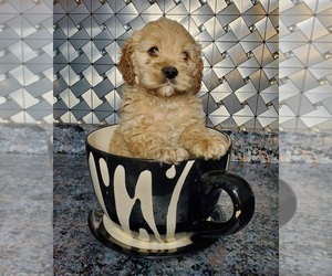 Cock-A-Poo Puppy for sale in ELKHART, IN, USA