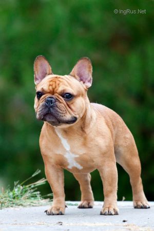 Medium Photo #1 French Bulldog Puppy For Sale in CUMMING, GA, USA