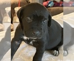 Small Photo #9 Cane Corso Puppy For Sale in ANDERSON, IN, USA