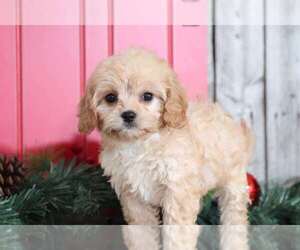Cavachon Puppy for sale in MOUNT VERNON, OH, USA