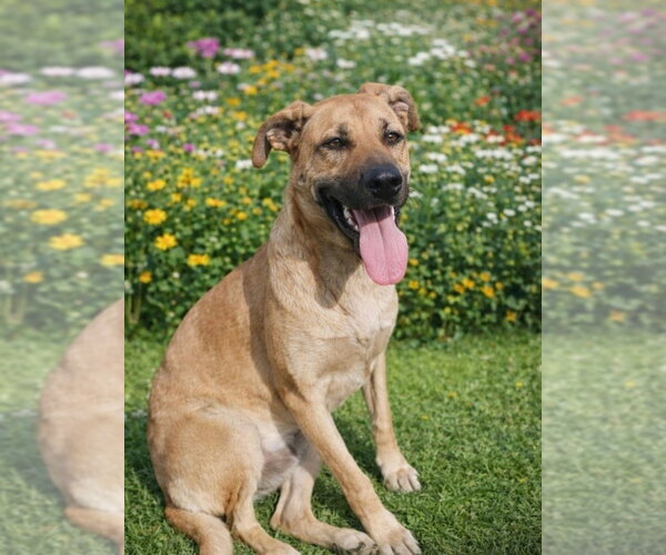 Medium Photo #1 Black Mouth Cur-Labrador Retriever Mix Puppy For Sale in San Diego, CA, USA