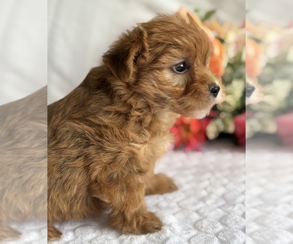 Medium Photo #4 Morkie Puppy For Sale in ROCK STREAM, NY, USA