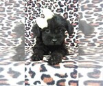 Small Photo #5 Foodle Puppy For Sale in LANCASTER, PA, USA