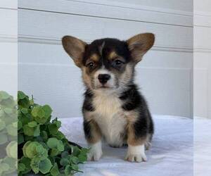 Pembroke Welsh Corgi Puppy for sale in FREDONIA, PA, USA