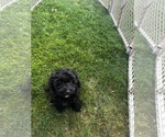 Small Photo #28 Cavapoo (Miniature) Puppy For Sale in MEDFORD, OR, USA