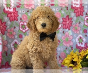 Goldendoodle (Miniature) Puppy for sale in LANCASTER, PA, USA