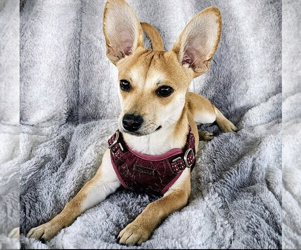 Medium Photo #3 Chihuahua-Unknown Mix Puppy For Sale in Dublin, OH, USA