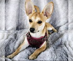 Small #2 Chihuahua Mix