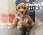 Small #1 Goldendoodle (Miniature)
