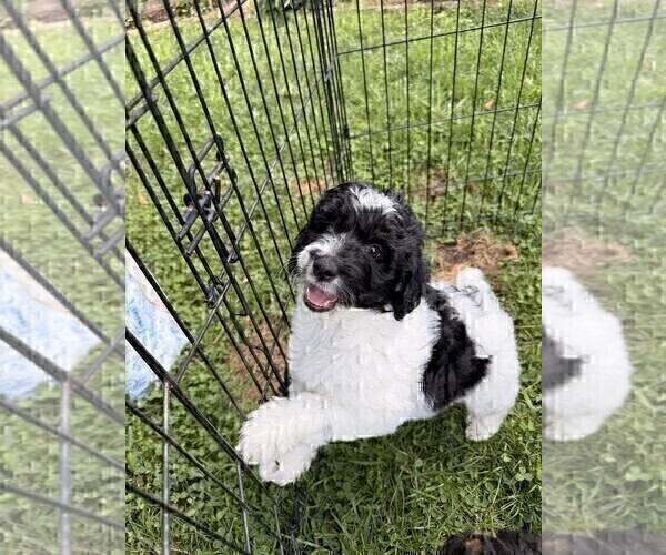 Medium Photo #120 Aussiedoodle Puppy For Sale in ASHEVILLE, NC, USA