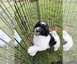 Small Photo #120 Aussiedoodle Puppy For Sale in ASHEVILLE, NC, USA