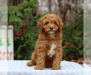 Cavapoo Puppy for sale in EAST EARL, PA, USA