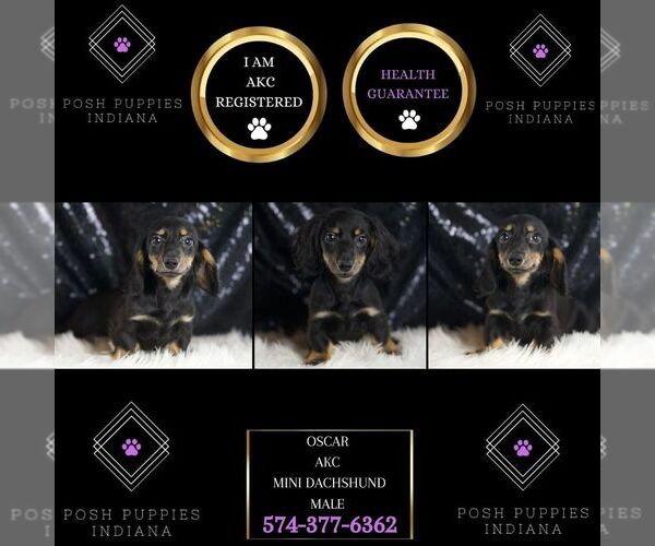 Medium Photo #6 Dachshund Puppy For Sale in WARSAW, IN, USA