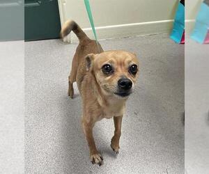 Chihuahua Dogs for adoption in Pasadena, CA, USA