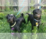 Small Photo #17 Chihuahua-Unknown Mix Puppy For Sale in Crystal, MN, USA