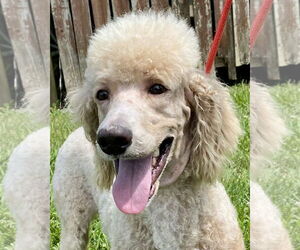 Poodle (Standard) Dogs for adoption in Pacolet, SC, USA