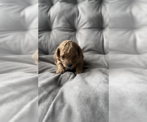 Medium Photo #4 Poodle (Toy) Puppy For Sale in BRONX, NY, USA