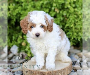 Cavapoo Puppy for sale in BIRD IN HAND, PA, USA