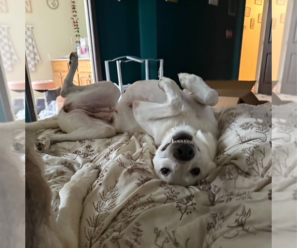 Medium Photo #3 Australian Shepherd-white german shepherd Mix Puppy For Sale in Holly Springs, NC, USA