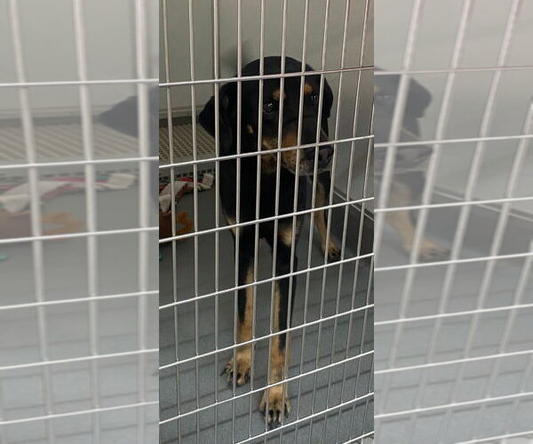 Medium Photo #3 Catahoula Leopard Dog-Labrador Retriever Mix Puppy For Sale in Bryant, AR, USA