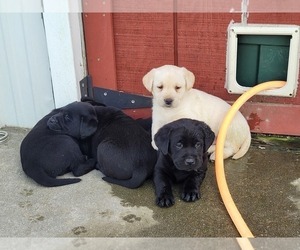 Labrador Retriever Puppy for sale in ELIZABETH CITY, NC, USA