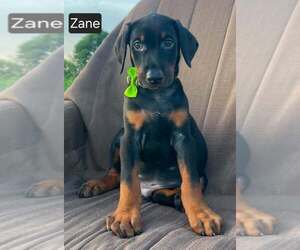 Doberman Pinscher Puppy for sale in POMEROY, OH, USA