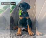Image preview for Ad Listing. Nickname: Zane