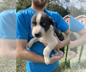 Great Pyrenees-Siberian Husky Mix Puppy for sale in NEOLA, WV, USA