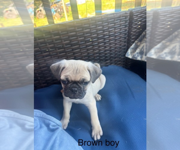 Medium Photo #5 Pug Puppy For Sale in METAMORA, IN, USA