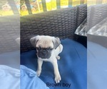 Puppy Brown boy Pug