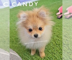 Pomeranian Puppy for sale in WHITWELL, TN, USA
