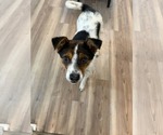 Small #3 Mutt