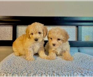 Maltipoo-Unknown Mix Puppy for sale in GARLAND, TX, USA