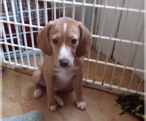 Beagle Puppy for sale in GINTER, PA, USA