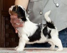 Small #3 Biewer Terrier