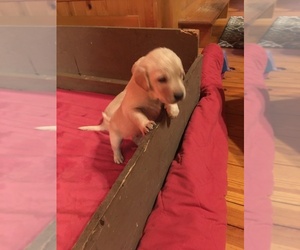 Labrador Retriever Puppy for sale in BRICELYN, MN, USA
