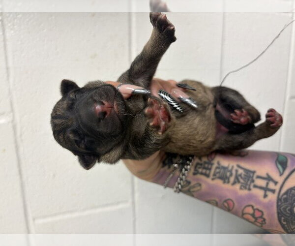 Medium Photo #1 German Shepherd Dog Puppy For Sale in San Bernardino, CA, USA