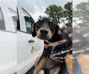 Doberman Pinscher Dogs for adoption in Houston, TX, USA