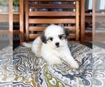 Maverick - Male Mal-Shi Puppy for Sale - Photo #3