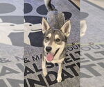 Small #1 Siberian Husky