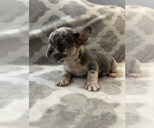 Medium Photo #14 French Bulldog Puppy For Sale in MIDDLEBURY, IN, USA