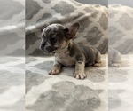 Small #13 French Bulldog