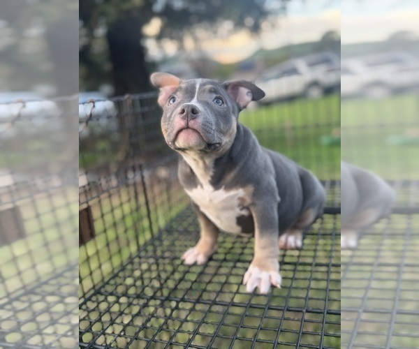 Medium Photo #11 American Bully Puppy For Sale in BAKERSFIELD, CA, USA