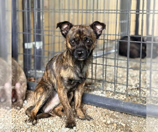 Medium Photo #1 Mutt Puppy For Sale in Shelburne, VT, USA