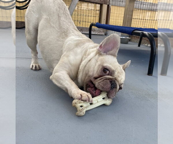 Medium Photo #2 French Bulldog Puppy For Sale in oakland, FL, USA