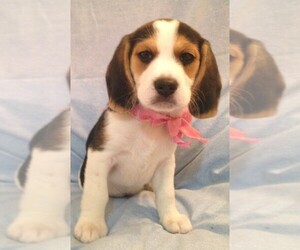 Beagle Puppy for sale in REDMOND, WA, USA