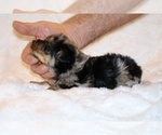Small Photo #12 Poodle (Toy)-YorkiePoo Mix Puppy For Sale in DYERSBURG, TN, USA