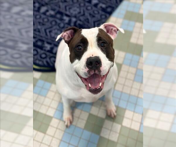 Medium Photo #1 American Bulldog-Unknown Mix Puppy For Sale in Fort Collins, CO, USA