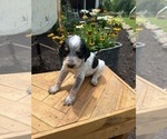 Small Photo #18 Bernedoodle-Bluetick Coonhound Mix Puppy For Sale in RINGTOWN, PA, USA